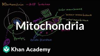 Mitochondria  Structure of a cell  Biology  Khan Academy [upl. by Shaina]