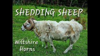 Shedding Sheep  Wiltshire Horns  The Easy Care No Shearing Sheep [upl. by Aicatsal]