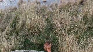 Owen the Working Cocker Spaniel hunting flushing a rabbit [upl. by Legir]