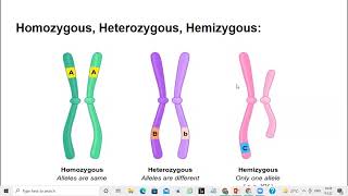 What is Homozygous Heterozygous and Hemizygous [upl. by Yrrem]