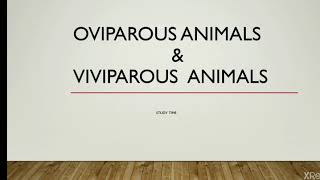 OVIPAROUS ANIMALS amp VIVIPAROUS ANIMALS II STUDY TIME [upl. by Wehtta568]