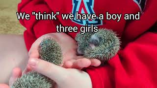 We have babies Baby hoglets all over the place Have a great day [upl. by Carder]