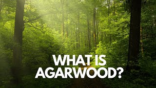 What is Agarwood Its benefits and uses [upl. by Dowd]