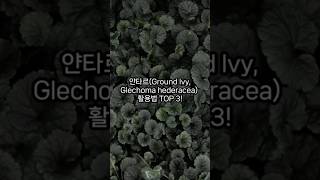 얀타르Ground Ivy Glechoma hederacea 활용법 TOP 3 [upl. by Eibloc]