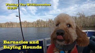 Fishing The Withlacoochee S6E7 Barnacles and Baying Hounds [upl. by Kissiah]