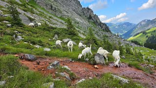 Goats drinking from bloody red stream mountains goats iron river Swiss Alps [upl. by Ahsetra903]