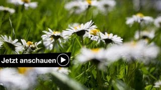 FOTOGRAFIEREN IM FRÜHLING TUTORIAL  TIPPS amp TRICKS [upl. by Oiceladni]