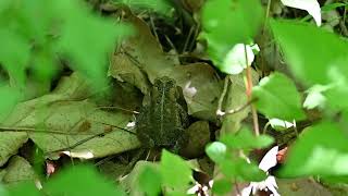 Toads Canatara Park Sarnia Canada [upl. by Roxanne]