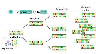 La technique PCR Polymerase Chain Reaction ðŸ§ª [upl. by Danas825]