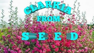 How to grow CLARKIA CHOICE DOUBLE MIXED from seed [upl. by Eiramit]