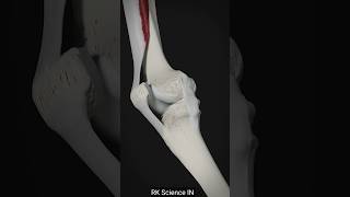 Movement of the patella and function of tibial collateral ligament [upl. by Hildagarde]