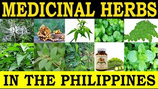 Medicinal Herbs in the Philippines and their Traditional Medicinal Uses [upl. by Ecneps704]