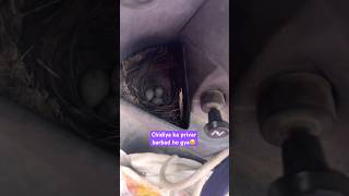 चिड़िया ने स्कूटी में 3 अंडे दिये  What is a birds nest good for  Ghamu saran shorts viral [upl. by Arri303]