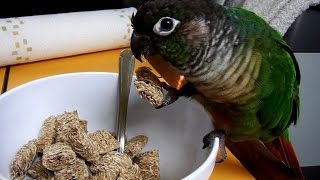 Cute Parrots Funny Talking Green Cheek Conure Compilation [upl. by Ardnaik]