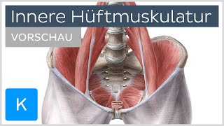 Innere Hüftmuskulatur Anatomie und Funktion Vorschau  Kenhub [upl. by Beniamino]