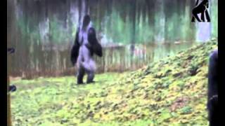 Ambam the humanlike gorilla walks upright on two feet [upl. by Maida]