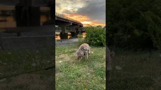 dog schnoodle sunset [upl. by Davison962]