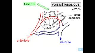 3  Histologie microcirculation partie 3 [upl. by Onavlis50]