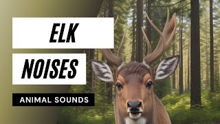 Animal Sounds Elk Noises  moose sounds  noises [upl. by Fleisher]