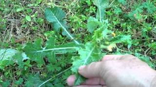 EatTheWeeds Episode 134 Neighborhood Foraging [upl. by Hugues]