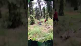 Ninja Sawit Tertangkap Basah Berlari Dengan Cepat shorts kebunsawit ninja [upl. by Scotti]