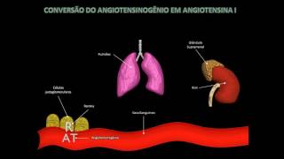 Sistema Renina Angiotensina Aldosterona [upl. by Risay]