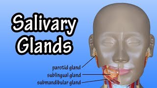 Functions Of The Salivary Glands  Structure Of The Salivary Glands  Salivary Glands Anatomy [upl. by Wildermuth37]