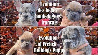 Bébés Bouledogues Français  Evolution du premier jour à deux mois [upl. by Landsman]