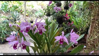 CATTLEYA LAELIA PURPURATA V SCHUSTERIANA ORCHID GARDEN AUSTRALIA [upl. by Enttirb]