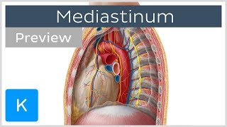 Mediastinum Anatomy amp Contents preview  Human Anatomy  Kenhub [upl. by Aeresed]