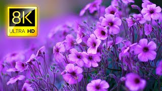 The Most Beautiful Flowers Collection 8K ULTRA HD  8K TV [upl. by Isabelita]