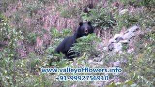 Bear at Ghangaria Near Valley of flowers [upl. by Koerlin]