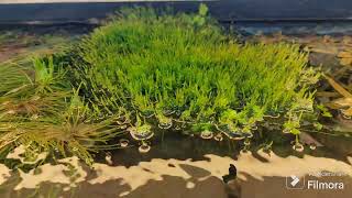 Christmas moss  top carpet [upl. by Marentic]