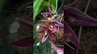 A really large and unusual orchid flower  Paphinia cristata  In a wire basket [upl. by Eadie559]