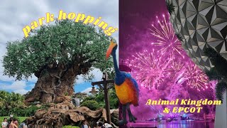 PARK HOPPING ON THE DCP  Animal Kingdom amp EPCOT [upl. by Gudrin]