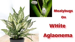 Getting rid of mealybugs on White Aglaonema [upl. by Ulrich570]