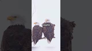 Bald Eagles Massive Nests Natures Architects [upl. by Scrivings]