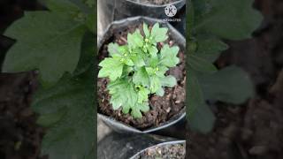 घरमै SEEDSबाट तयार गरेको गोदावरी Multiflora  shorts chrysanthemum [upl. by Abrams389]