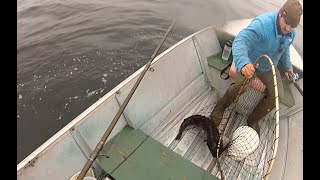 Another great day lingcod fishing in Puget Sound quotMay 4th 2024quot [upl. by Rosner]