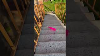 Breaking glass bottles 🍾🤯 Experiment on stairs 😍 satisfying cleaning diy glassbottle glass [upl. by Acinat]