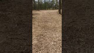 Underbrush amp Tree Mulching in Montgomery Trace Subdivision [upl. by Elsi]