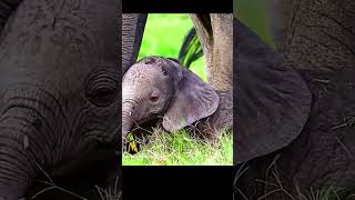 Baby Elephant 🐘பாட்டியின் குட்டு babyelephants elephantintelligence animalshorts shorts [upl. by Jereld]