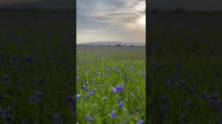 Neelakurinni💙😍flower season 😻 beauty of nature🌿🍃bliss keralaseason flowers✨ma sha allah🌷 [upl. by Adelina]