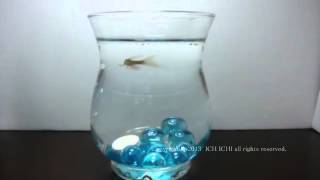 cute miniature aquarium ①  Tropical fish jump at bait  かわいいミニチュア水槽！① －エサに飛びつく熱帯魚。 [upl. by Wade]