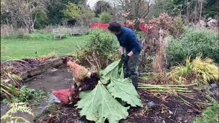 How to protect Gunnera manicata over winter [upl. by Zamir]