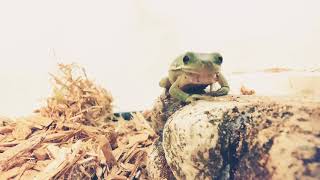 American Green Tree Frog Molting sloughing shedding [upl. by Reywas380]