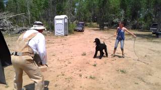 Slash the schutzhund poodle in protection phase Guard in the blind [upl. by Acirt]