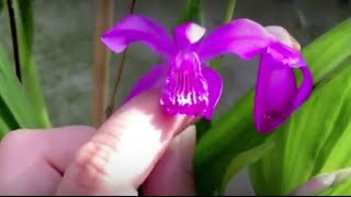 Bletilla striata—care blooms and seeds [upl. by Etnahsal]