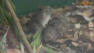 Dibblers Feeding on Meal Worms [upl. by Eentruok111]