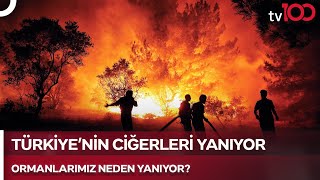 Orman Yangınları Nasıl Önlenir  TV100 Haber [upl. by Ariew992]